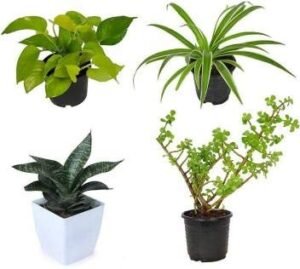 Air Purifying Oxygen Plants Combo